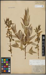Foto von Salix alba L. x Salix fragilis L.